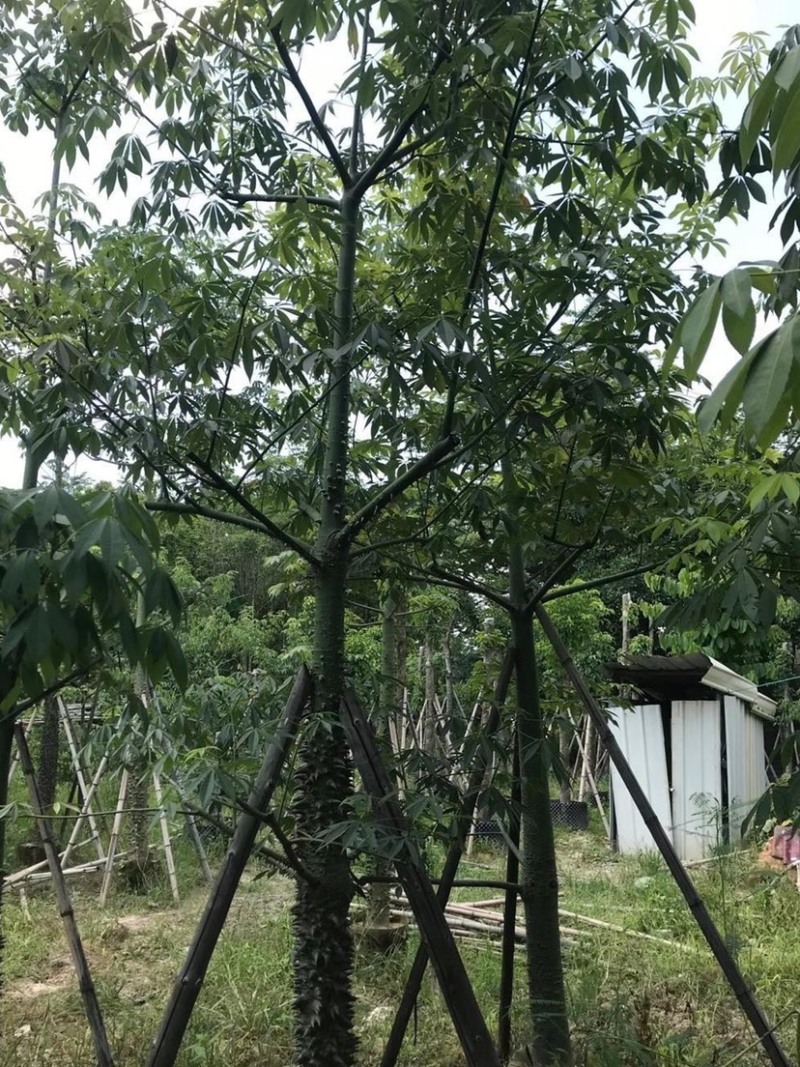 出售各种规格的美丽木棉，货源充足，价格美丽。