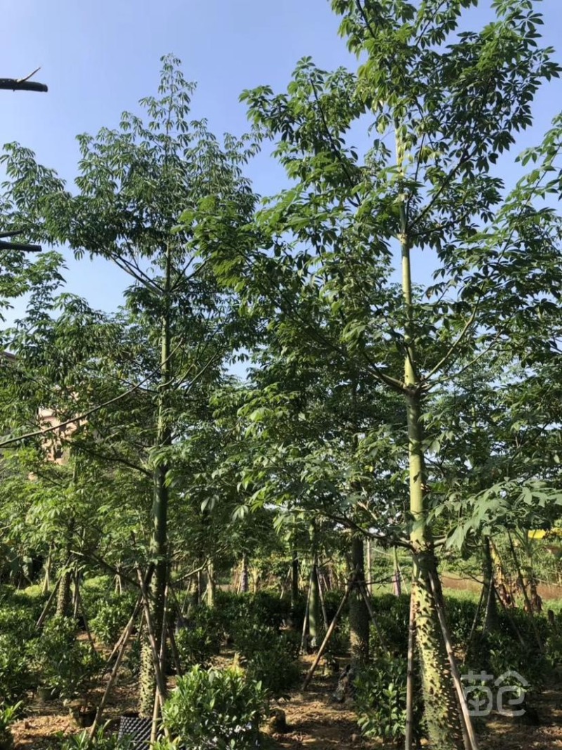 出售各种规格的美丽木棉，货源充足，价格美丽。