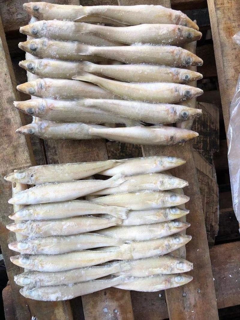 印尼沙尖鱼批发一手货源长期稳定供货
