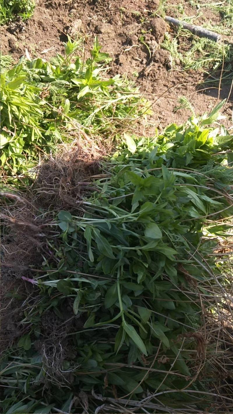绿景水生销售千屈菜苗保质保量，绿化工程专用