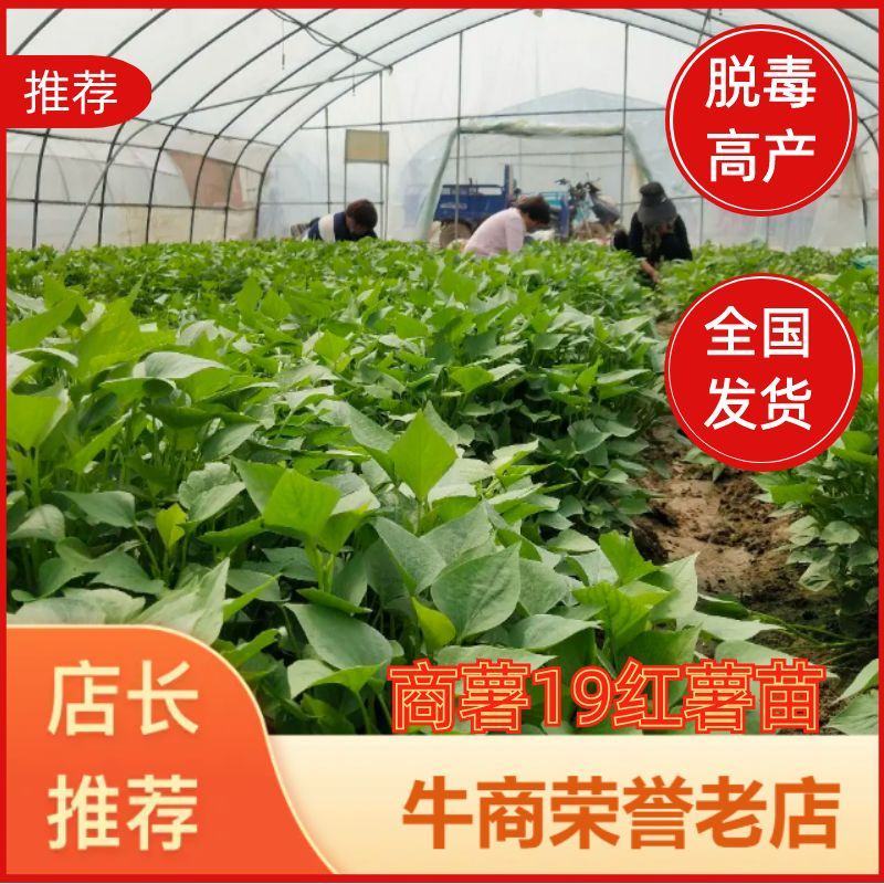 玛莎莉红薯苗，哈密红薯苗，澳洲紫白红薯苗，冰淇淋红薯苗