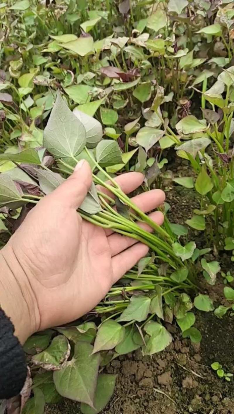 玛莎莉红薯苗，哈密红薯苗，澳洲紫白红薯苗，冰淇淋红薯苗