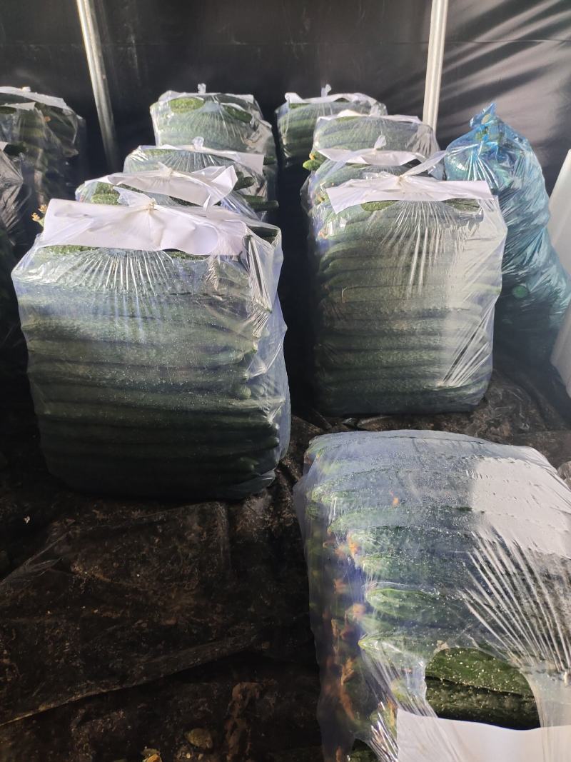 河南万亩黄瓜基地大量上市，电商货，市场货欢迎咨询洽谈。