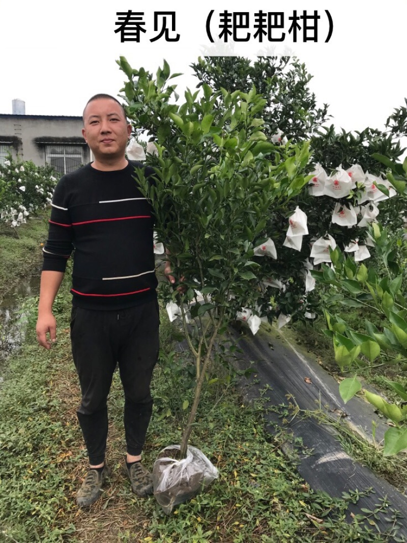 长期出售各类优质柑橘苗木、有检疫合格证