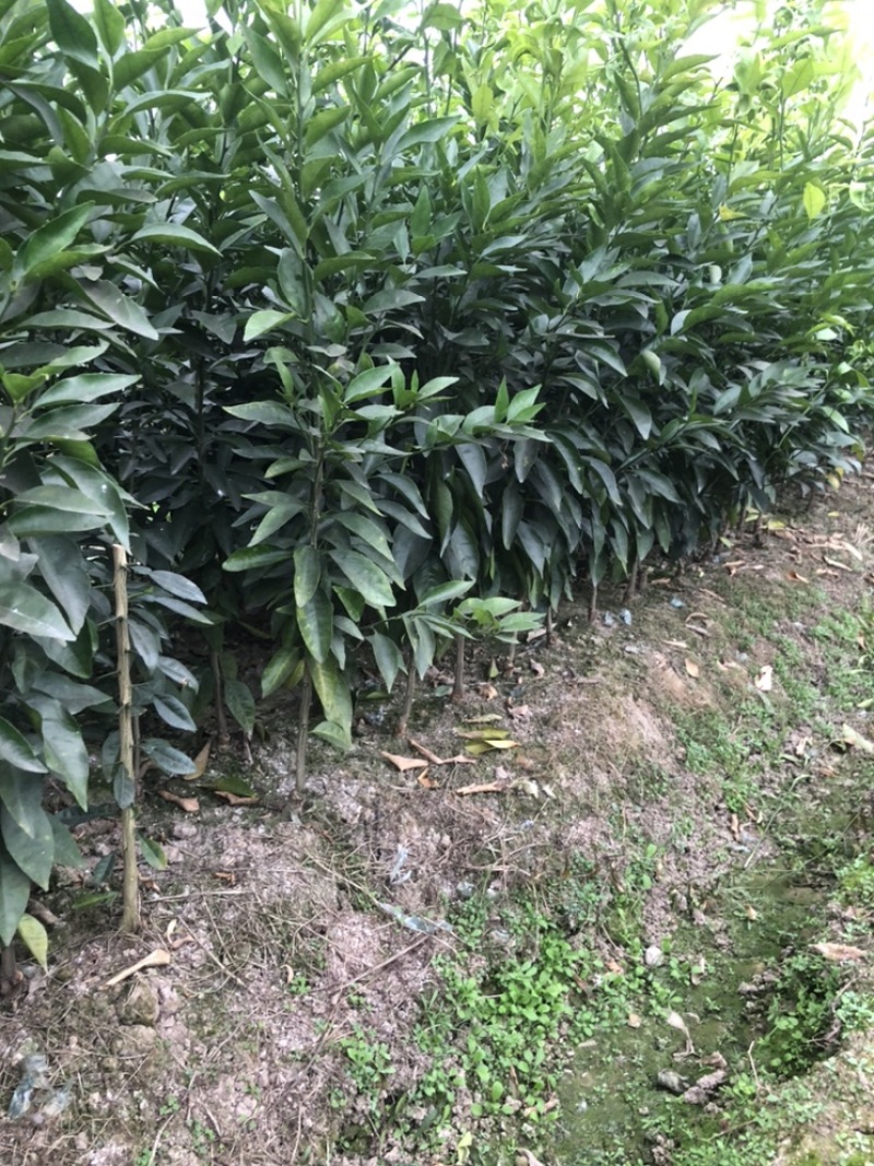 长期出售各类优质柑橘苗木、有检疫合格证