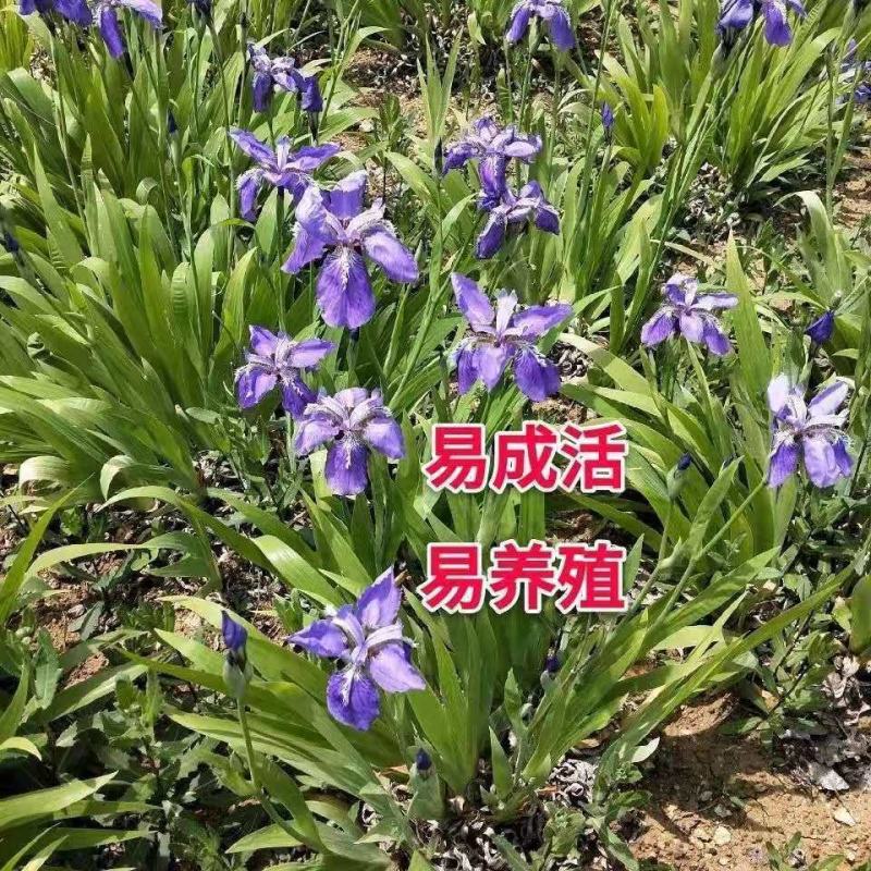 庭院别墅花园植物蓝花鸢尾苗盆栽鸢尾花苗盆栽蝴蝶兰