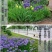 庭院别墅花园植物蓝花鸢尾苗盆栽鸢尾花苗盆栽蝴蝶兰