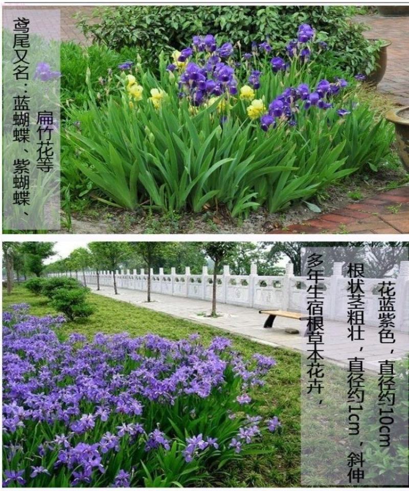 庭院别墅花园植物蓝花鸢尾苗盆栽鸢尾花苗盆栽蝴蝶兰