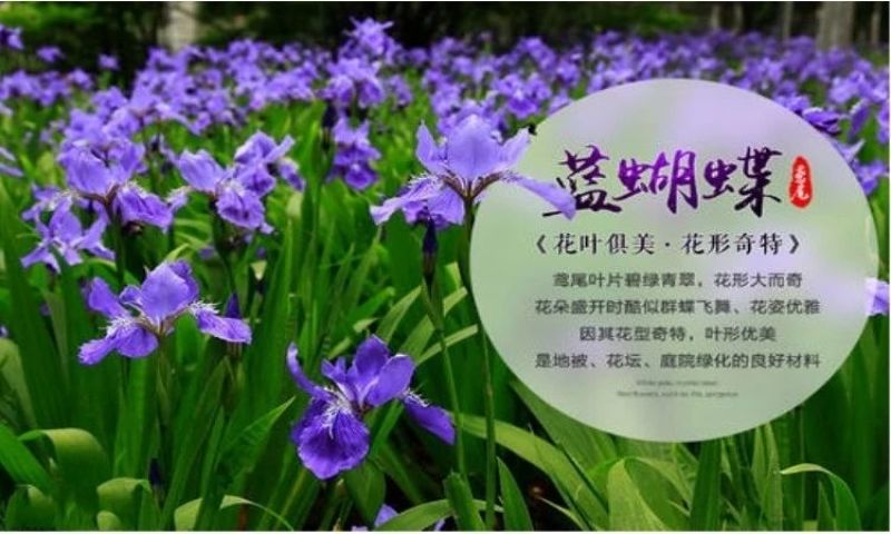 庭院别墅花园植物蓝花鸢尾苗盆栽鸢尾花苗盆栽蝴蝶兰