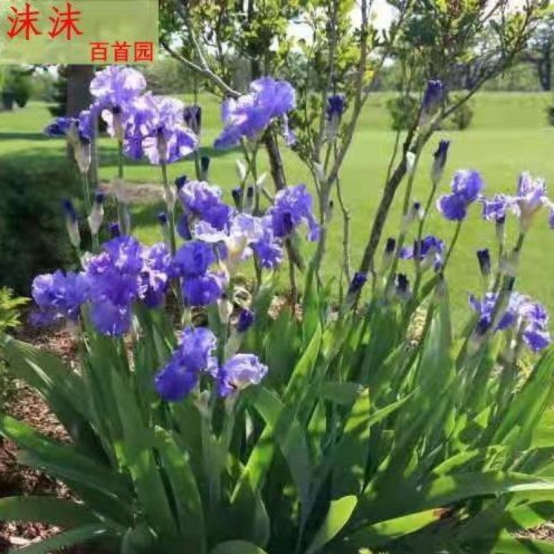 庭院别墅花园植物蓝花鸢尾苗盆栽鸢尾花苗盆栽蝴蝶兰