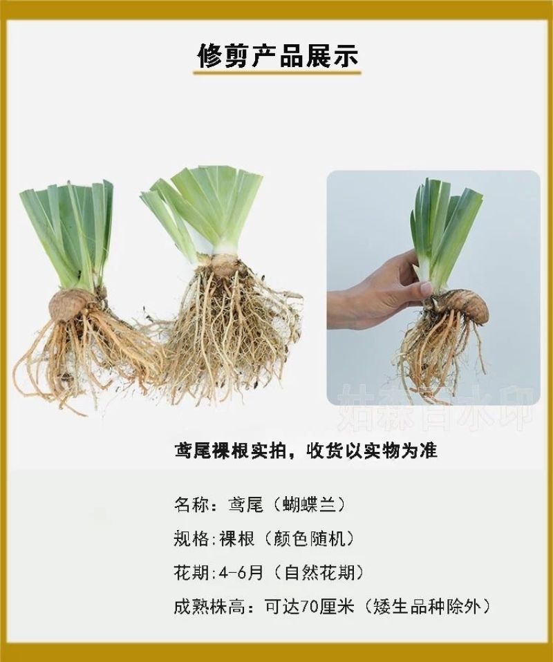 庭院别墅花园植物蓝花鸢尾苗盆栽鸢尾花苗盆栽蝴蝶兰