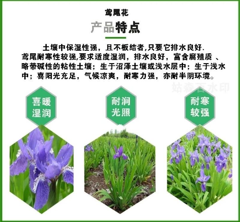 庭院别墅花园植物蓝花鸢尾苗盆栽鸢尾花苗盆栽蝴蝶兰