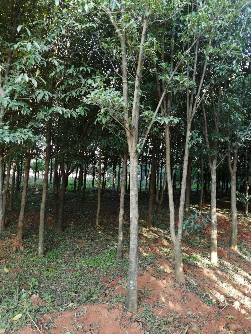 四照花、独杆、从生各种规格