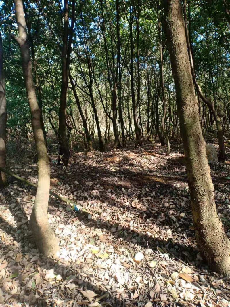四照花、独杆、从生各种规格