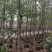 四照花、独杆、从生各种规格