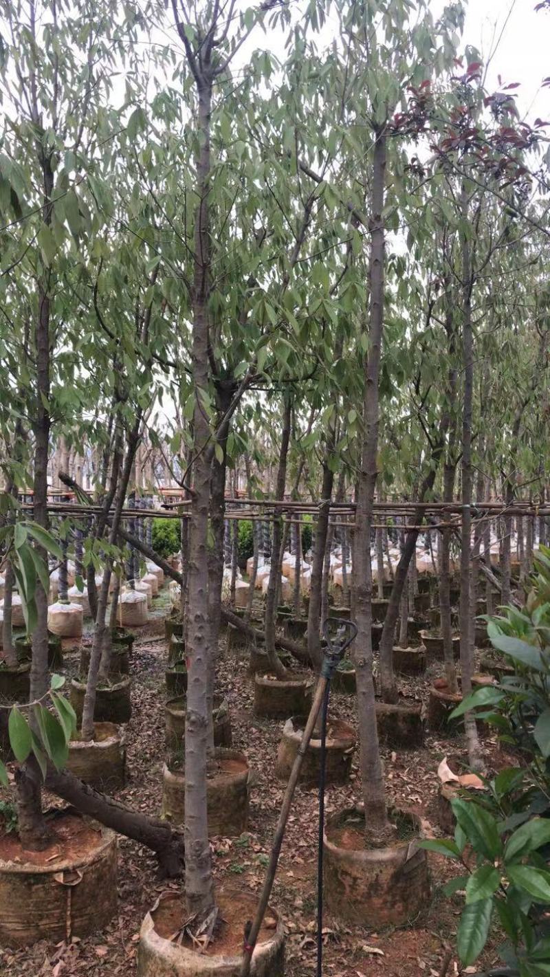 四照花、独杆、从生各种规格