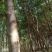 四照花、独杆、从生各种规格