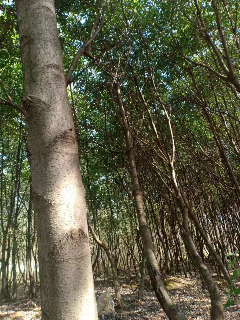 四照花、独杆、从生各种规格