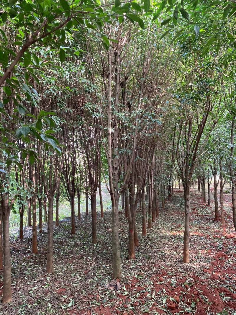 四照花、独杆、从生各种规格