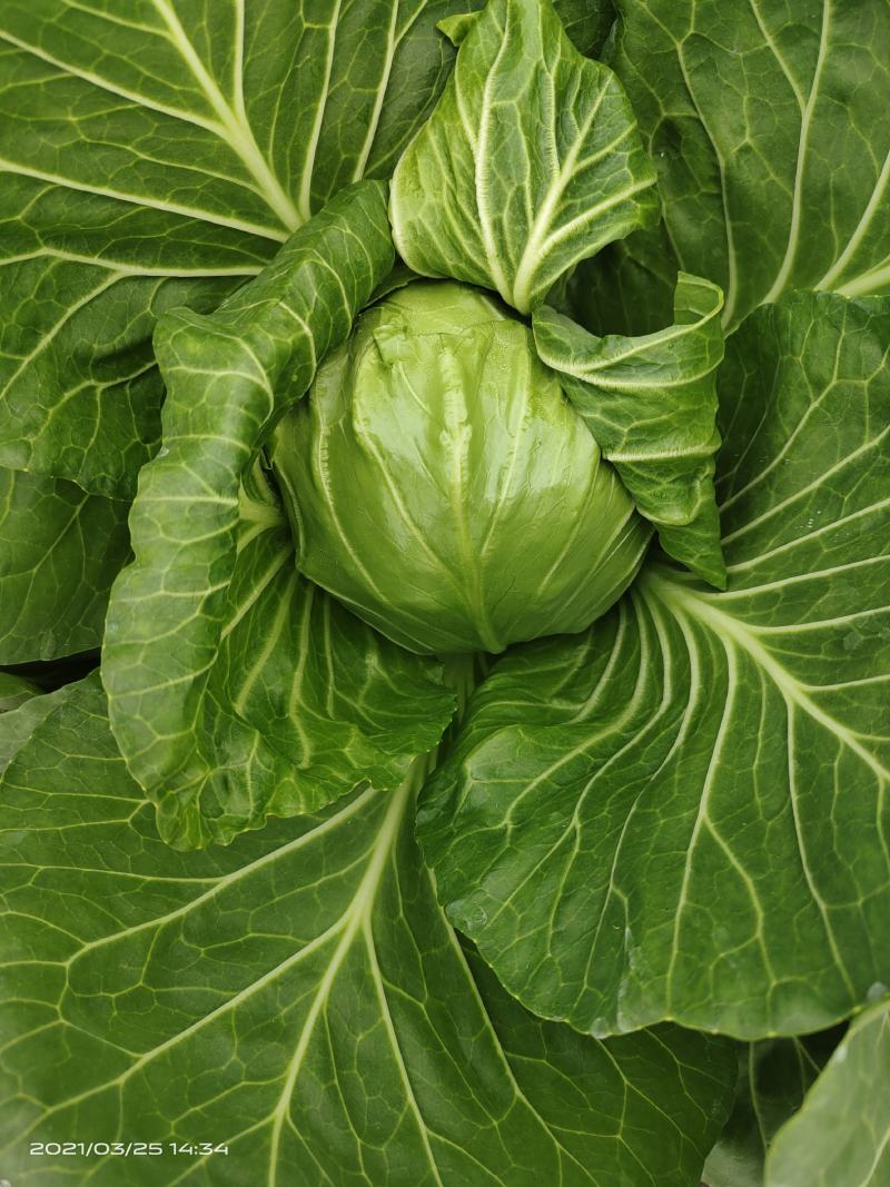 【推荐】甘蓝包菜圆包菜产地直供量大质优全国发货