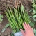 香樟树苗大小叶香樟庭院驱蚊南北方种植四季常青大型工程绿化