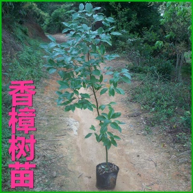 香樟树苗大小叶香樟庭院驱蚊南北方种植四季常青大型工程绿化