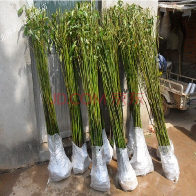 香樟树苗大小叶香樟庭院驱蚊南北方种植四季常青大型工程绿化