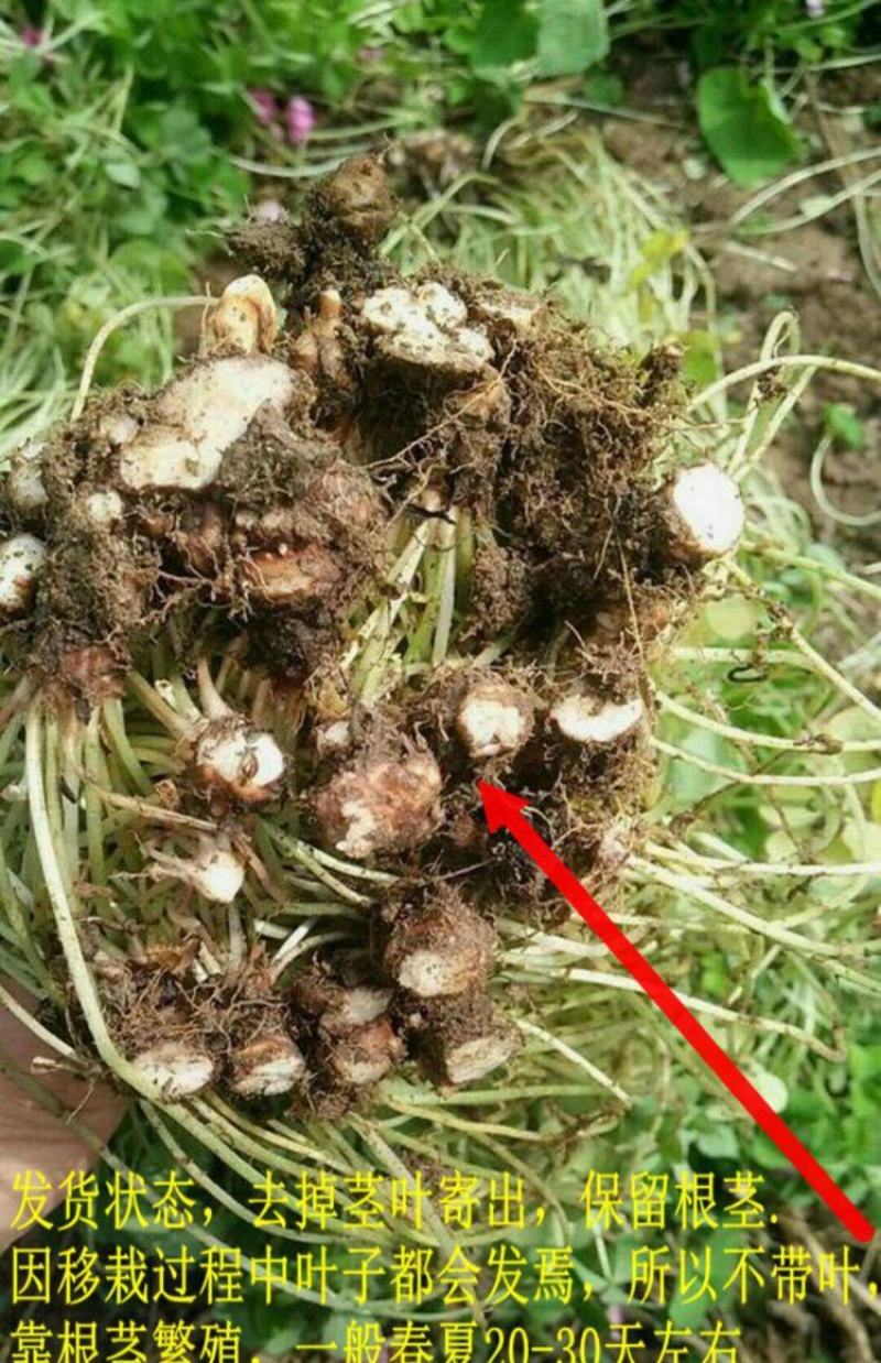 红花酢浆草种球炸酱草花苗四季开花紫叶草室外庭院耐热耐寒