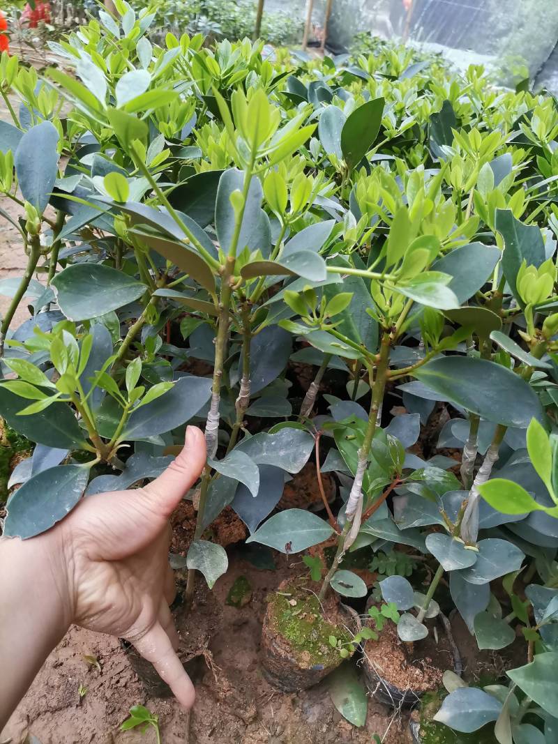 八角树苗营养杯嫁接苗食用大红八角苗山地庭院南北方种植