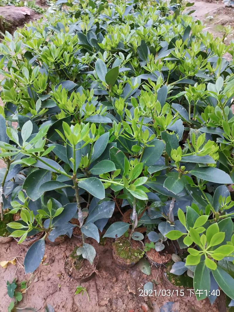 八角树苗营养杯嫁接苗食用大红八角苗山地庭院南北方种植