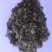串叶松香草多年生牧草产量高，叶量丰富，耐旱性好