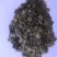 串叶松香草多年生牧草产量高，叶量丰富，耐旱性好