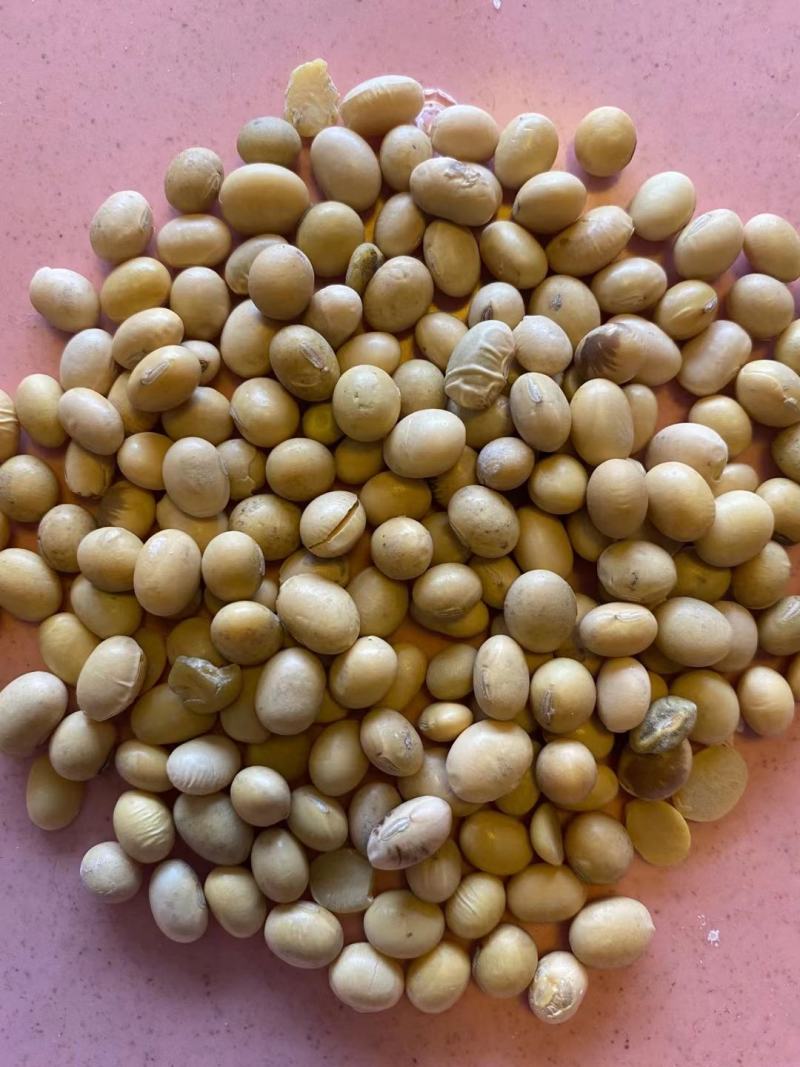 黄大豆安徽大豆进口豆质量好价格低豆腐专用豆