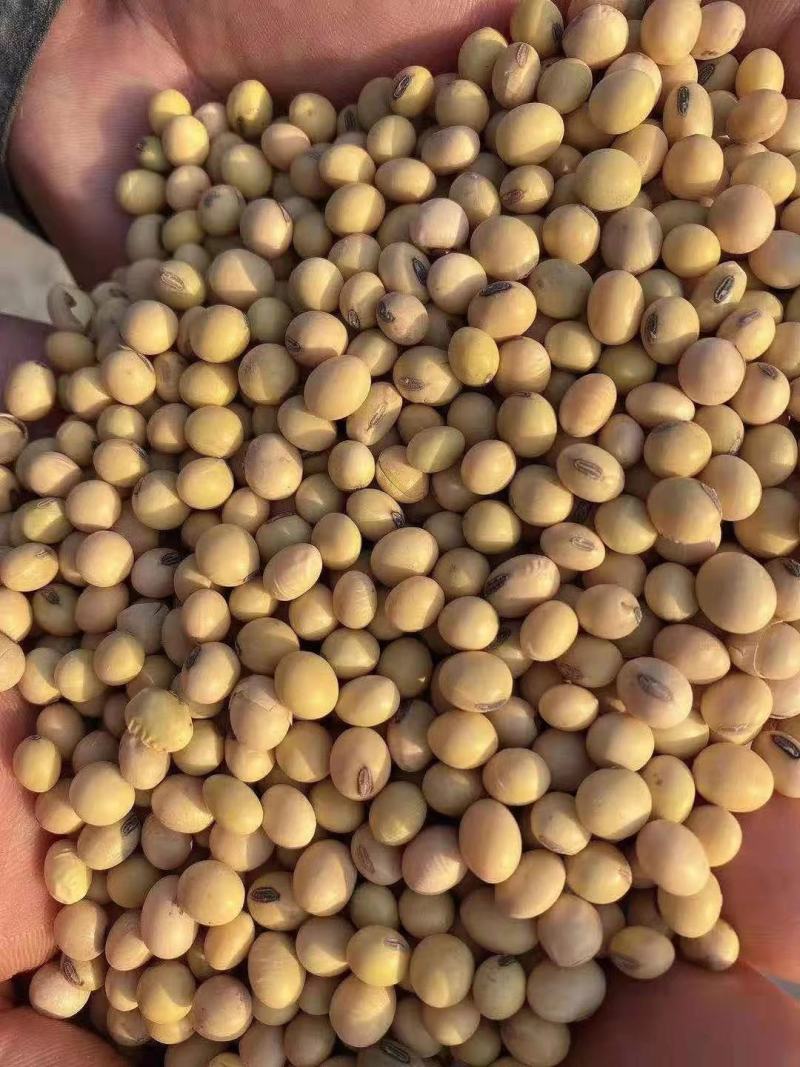 黄大豆安徽大豆进口豆质量好价格低豆腐专用豆