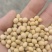 黄大豆安徽大豆进口豆质量好价格低豆腐专用豆