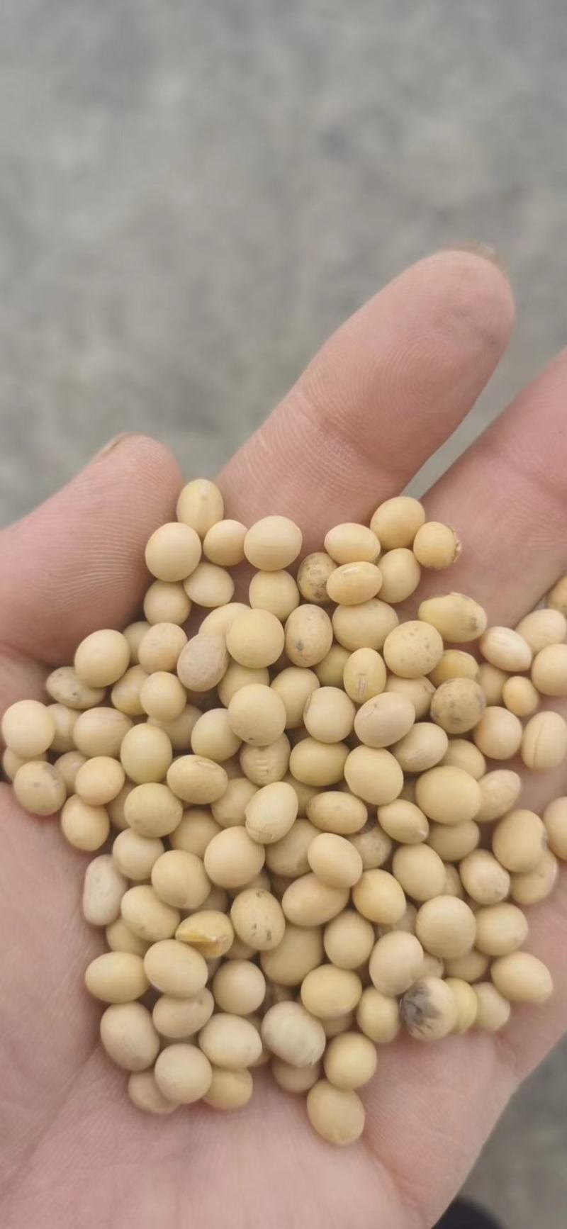 黄大豆安徽大豆进口豆质量好价格低豆腐专用豆