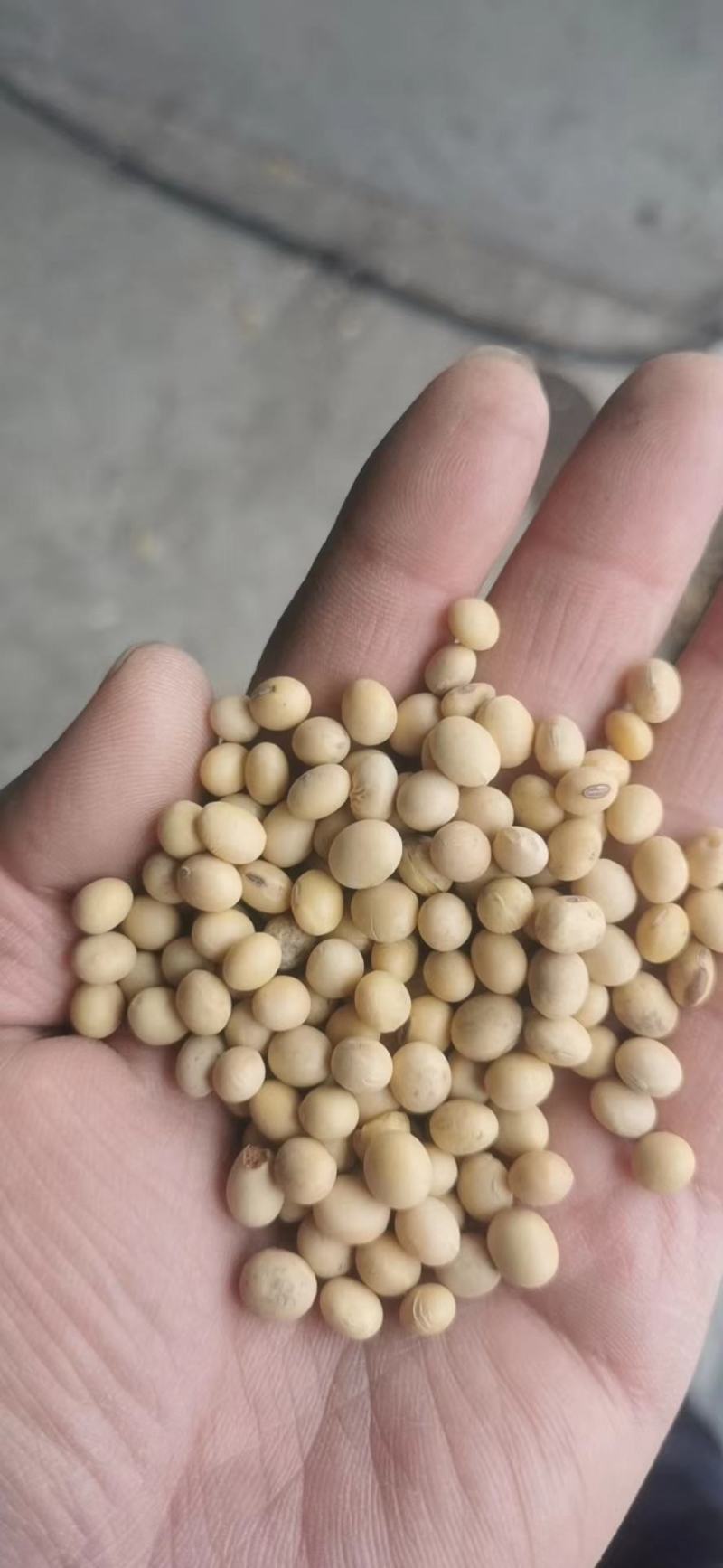 黄大豆安徽大豆进口豆质量好价格低豆腐专用豆