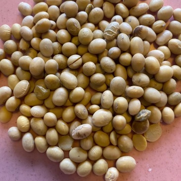 黄大豆安徽大豆进口豆质量好价格低豆腐专用豆