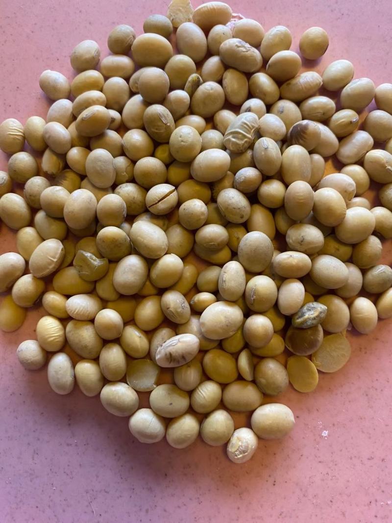 黄大豆安徽大豆进口豆质量好价格低豆腐专用豆