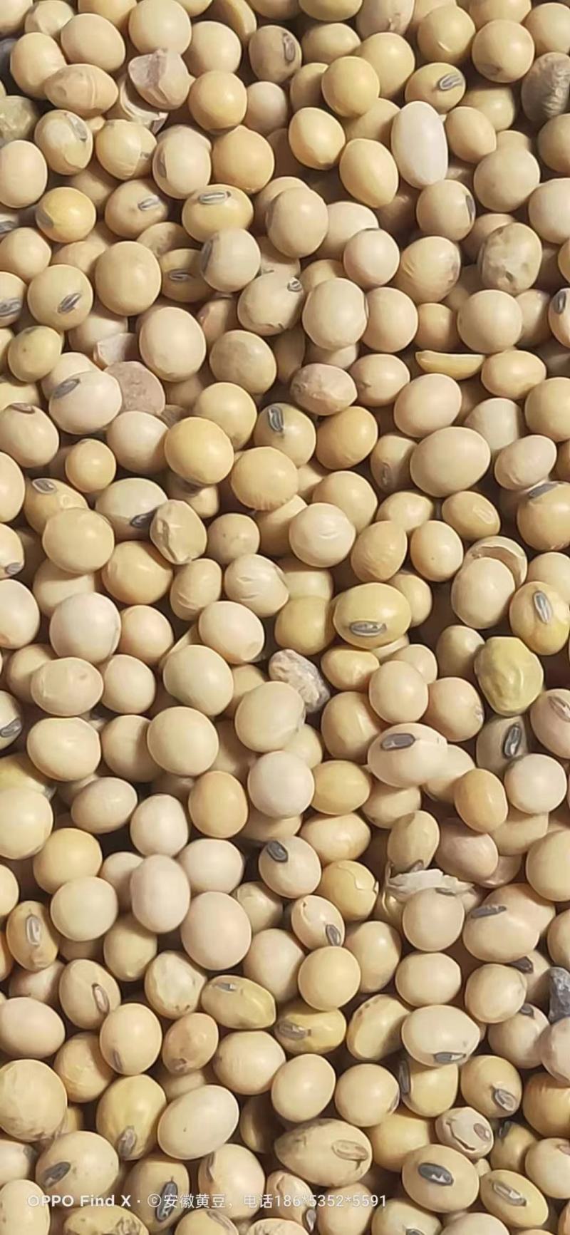 黄大豆安徽大豆进口豆质量好价格低豆腐专用豆
