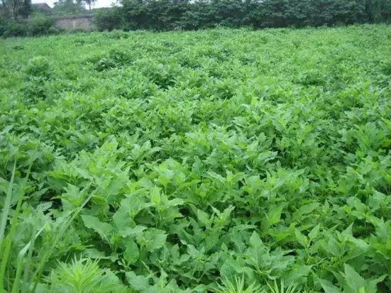 串叶松香草多年生牧草产量高，叶量丰富，耐旱性好