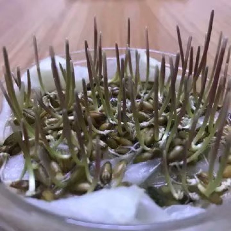 冬牧70种子到货,耐寒性强,生长快,利用率高