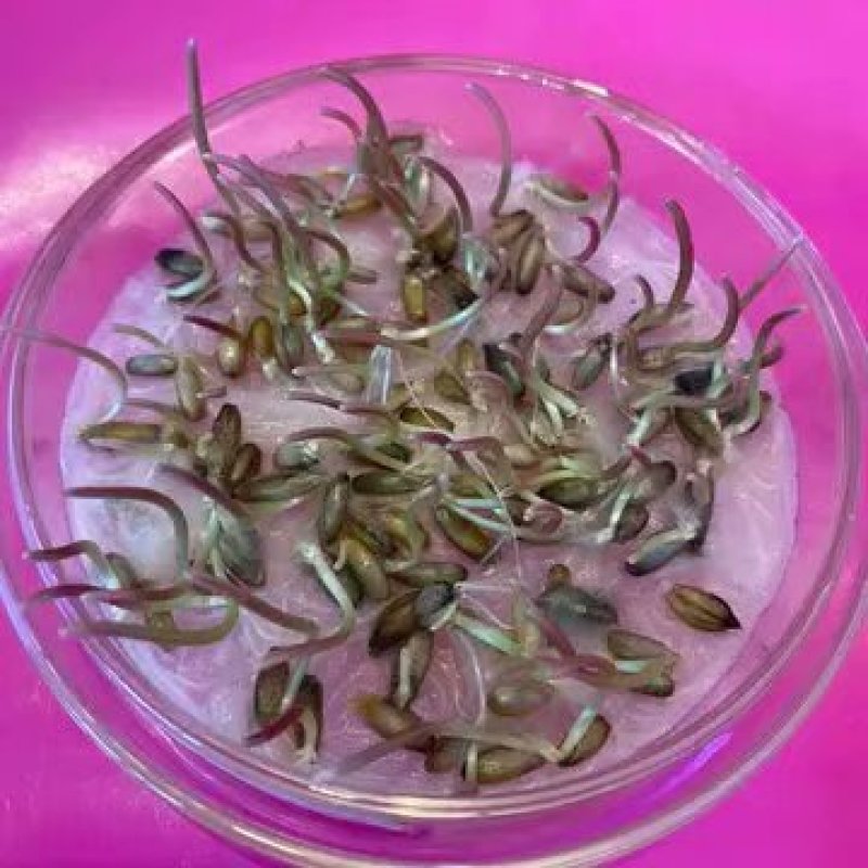 冬牧70种子到货,耐寒性强,生长快,利用率高