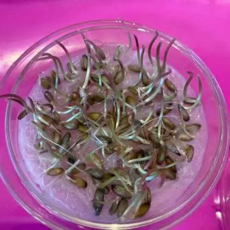冬牧70种子到货,耐寒性强,生长快,利用率高