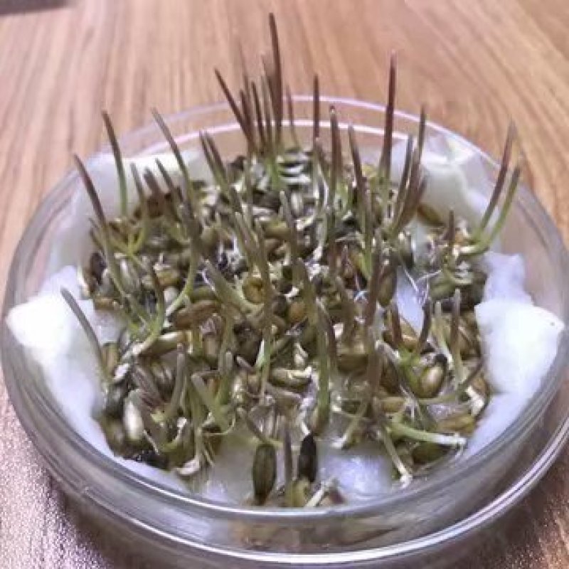 冬牧70种子到货,耐寒性强,生长快,利用率高