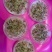 冬牧70种子到货,耐寒性强,生长快,利用率高