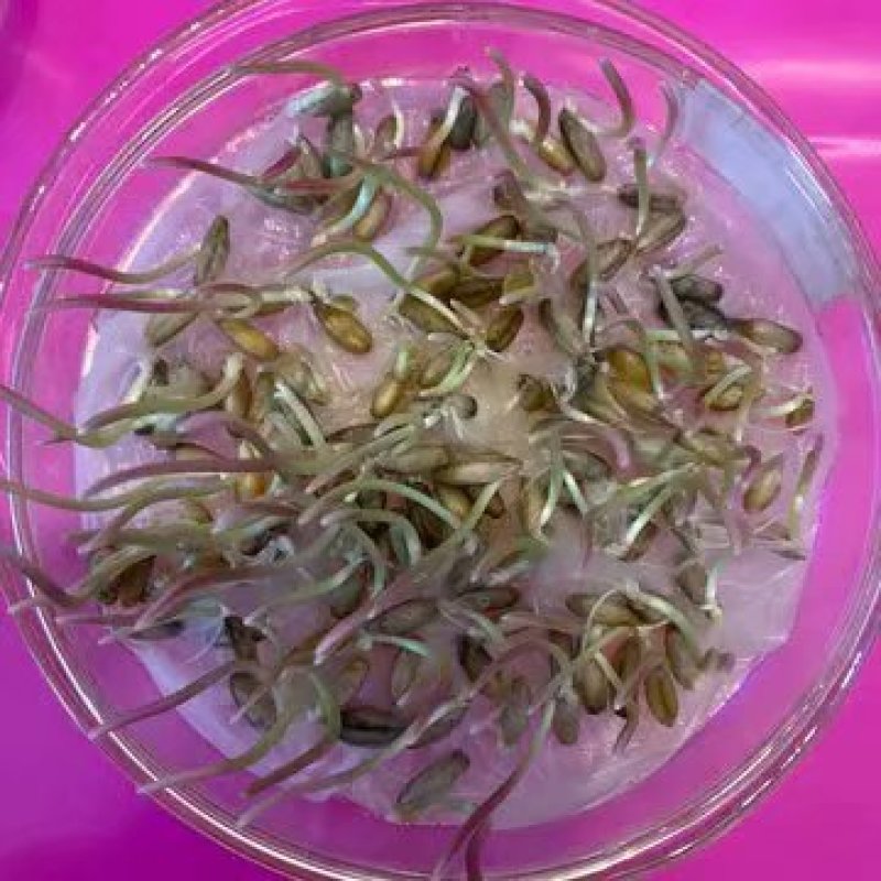 冬牧70种子到货,耐寒性强,生长快,利用率高
