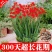 【300天超长花期】火焰兰雄黄兰多年生庭院花卉盆栽易活