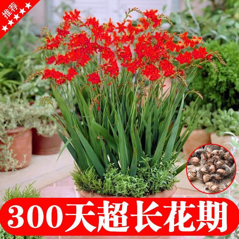 【300天超长花期】火焰兰雄黄兰多年生庭院花卉盆栽易活
