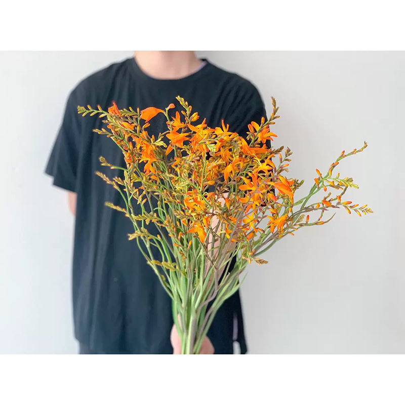 【300天超长花期】火焰兰雄黄兰多年生庭院花卉盆栽易活